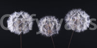 Close view of white dandelion seed heads on black, dandelion wallpaper swatch GD14218