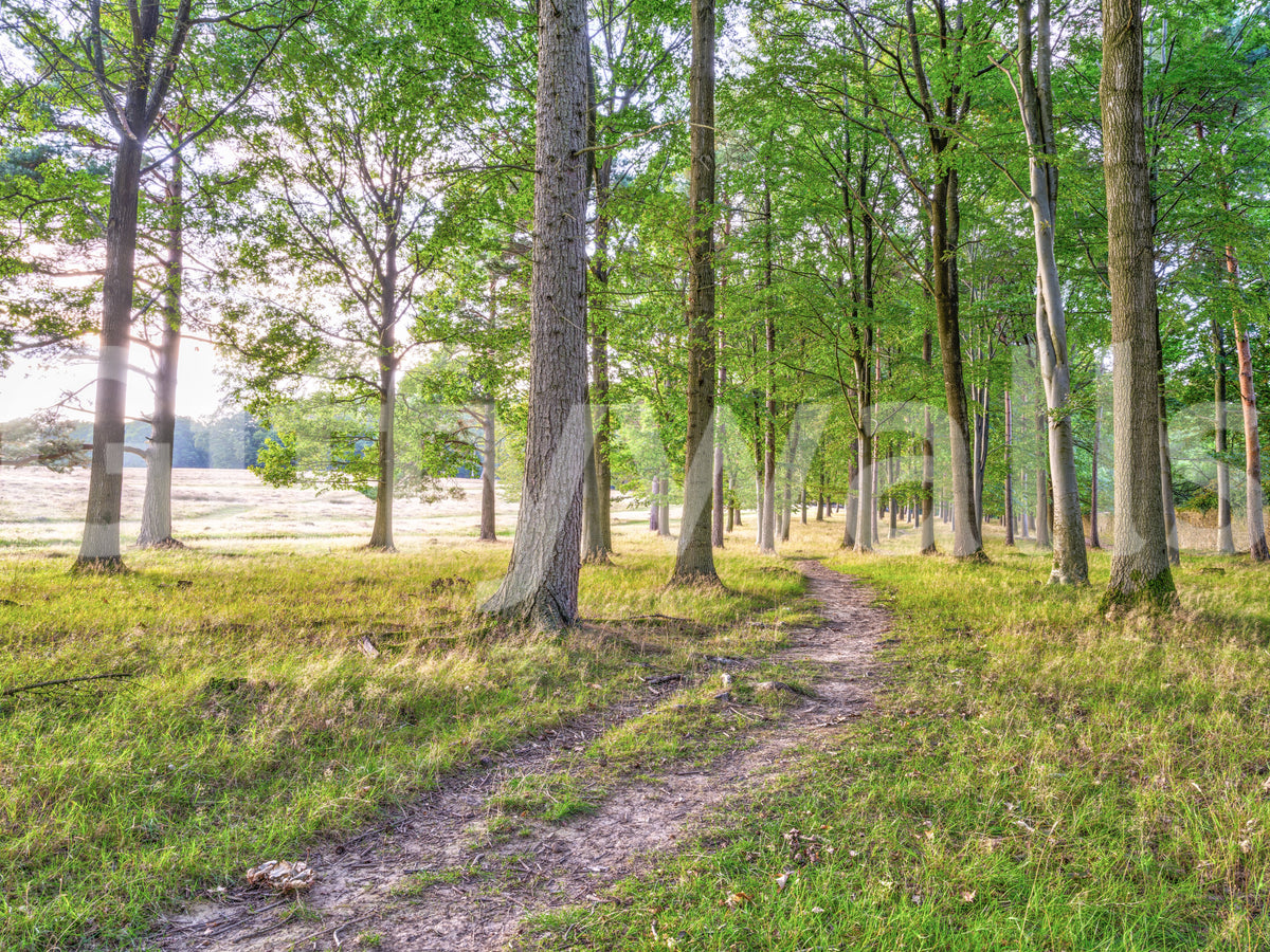 Close view of green trees, grass and a dirt footpath, forest wallpaper swatch GD14219