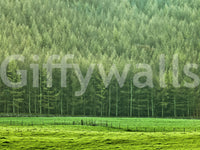 Verdant Woodland Valley Wall Mural
