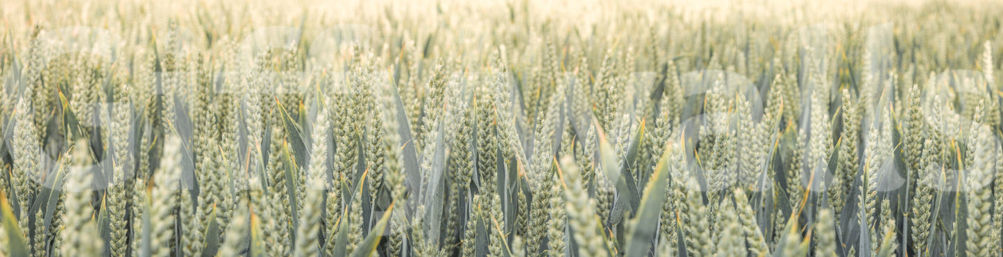 A calming wallpaper with delicate wheat stems creating an airy, natural look.