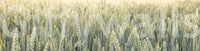 A calming wallpaper with delicate wheat stems creating an airy, natural look.