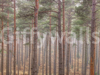 The wallpaper is applied seamlessly, making the view feel realistic.

