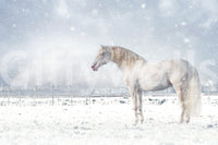 Snowdrift Horse wallpaper mural shown as a full-wall scene of a white horse standing in a snowy field