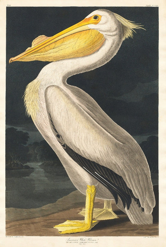 White pelican wallpaper mural in a coastal themed nursery.