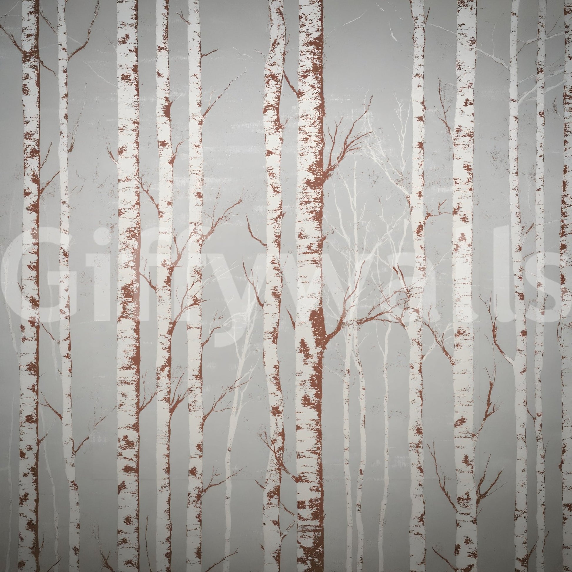 Winter Birch Beauty wallpaper mural close-up of white birch trunks with rust-brown bark markings on a soft grey background