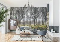 Scenic woodland wallpaper with the sun peeking through tree branches in a tranquil forest.