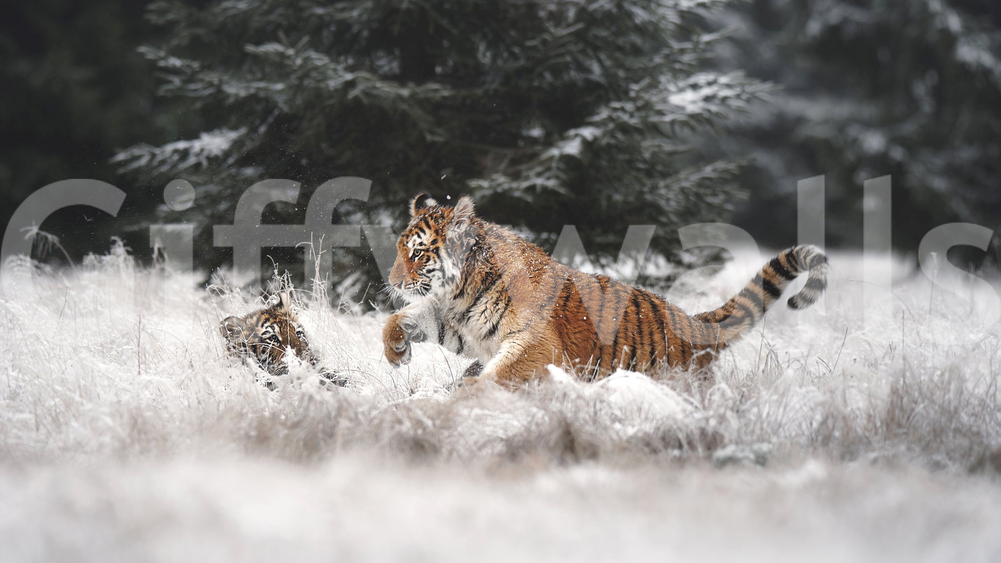 Winter Play: Tiger Cubs wallpaper mural shown full-wall, two orange cubs bounding through snowy grass before dark pines