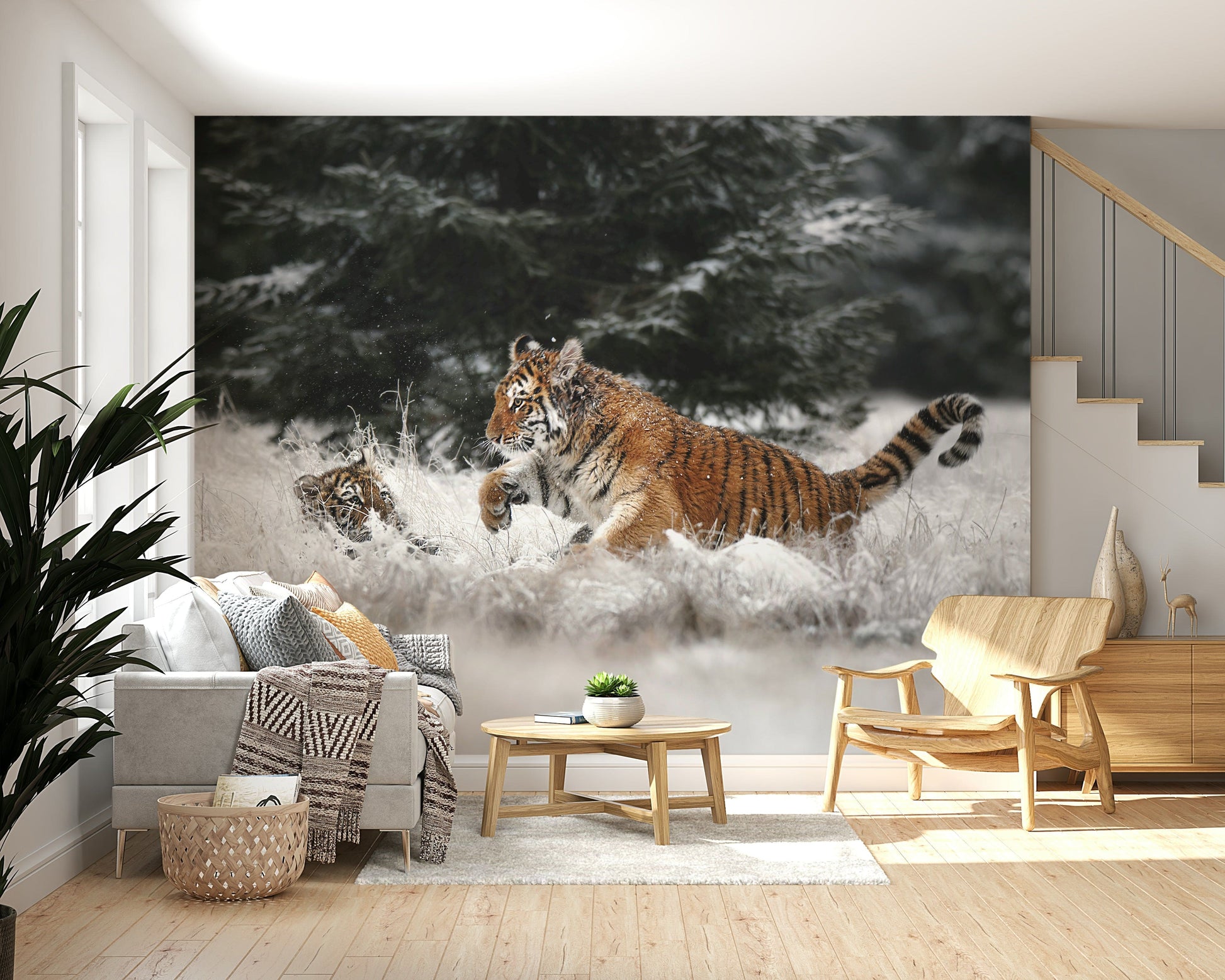 Winter Play: Tiger Cubs wallpaper mural of cubs racing through snow, set in a living room with a grey sofa and wood armchair