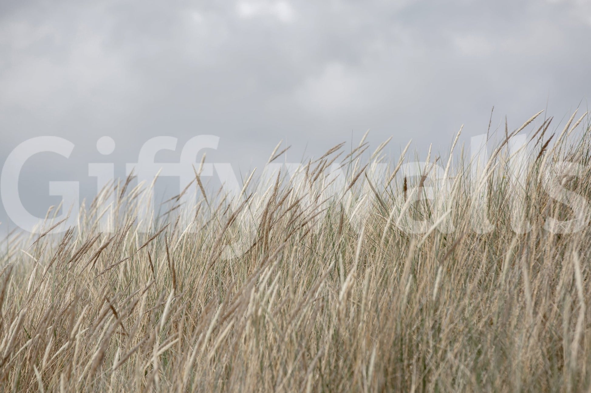 Golden brown pasture flora depicted in Woodland Dune Grass wallpaper art.