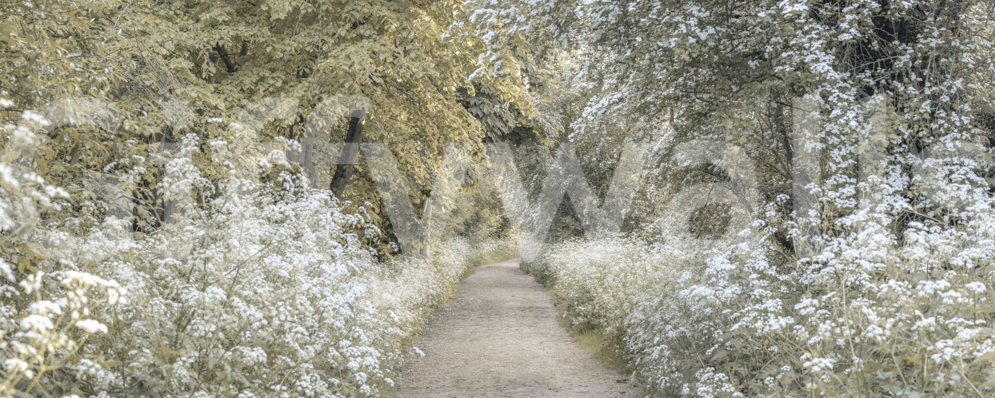 Wall mural featuring forest and wildflower border


